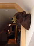 Max - Large Brown Bear - Fairgame Wildlife