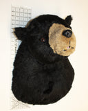 Black Bear - Largest Plush Wall Mount - 'Shash'