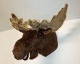 Ian - XXX-Large Moose