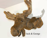 Moose XX-Large Plush Wall Mount - 'Jack' - Fairgame Wildlife