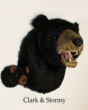 Clark - Tiny Black Bear