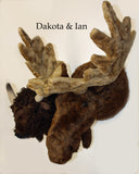 Dakota - X-Large Buffalo