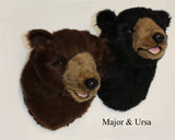 Major -  Large Brown Bear