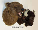 Shash - Large Kodiak Bear